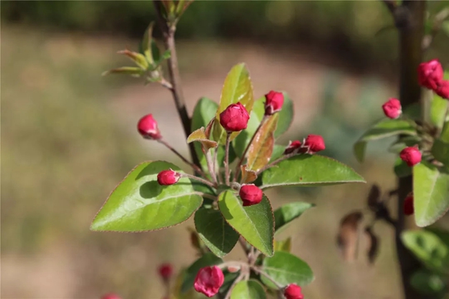 必一运动bsport体育
